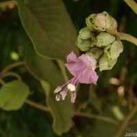 Argyreia osyrensis (Roth) Choisy